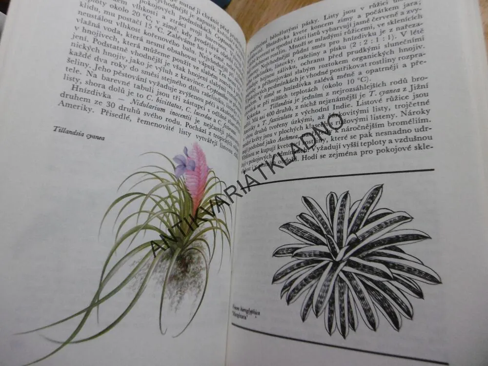 ZELENÝ DOMOV, TAVLINOVOVÁ, DIENSTBIER, **an