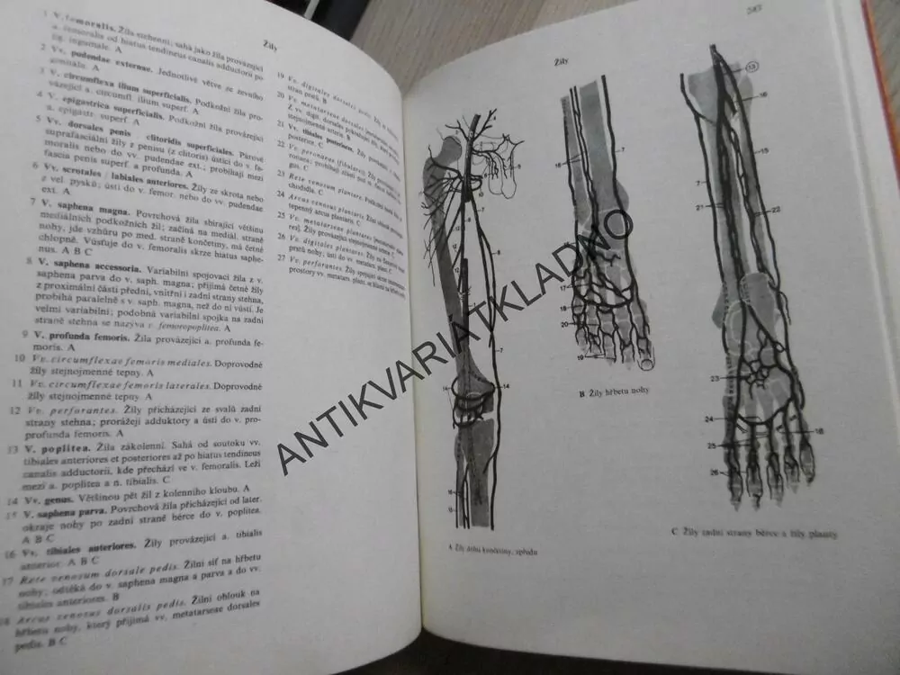 ČERNÍ BARONI ANEB VÁLČILI JSME ZA ČEPIČKY, MILOSLAV ŠVANDRLÍK, **an