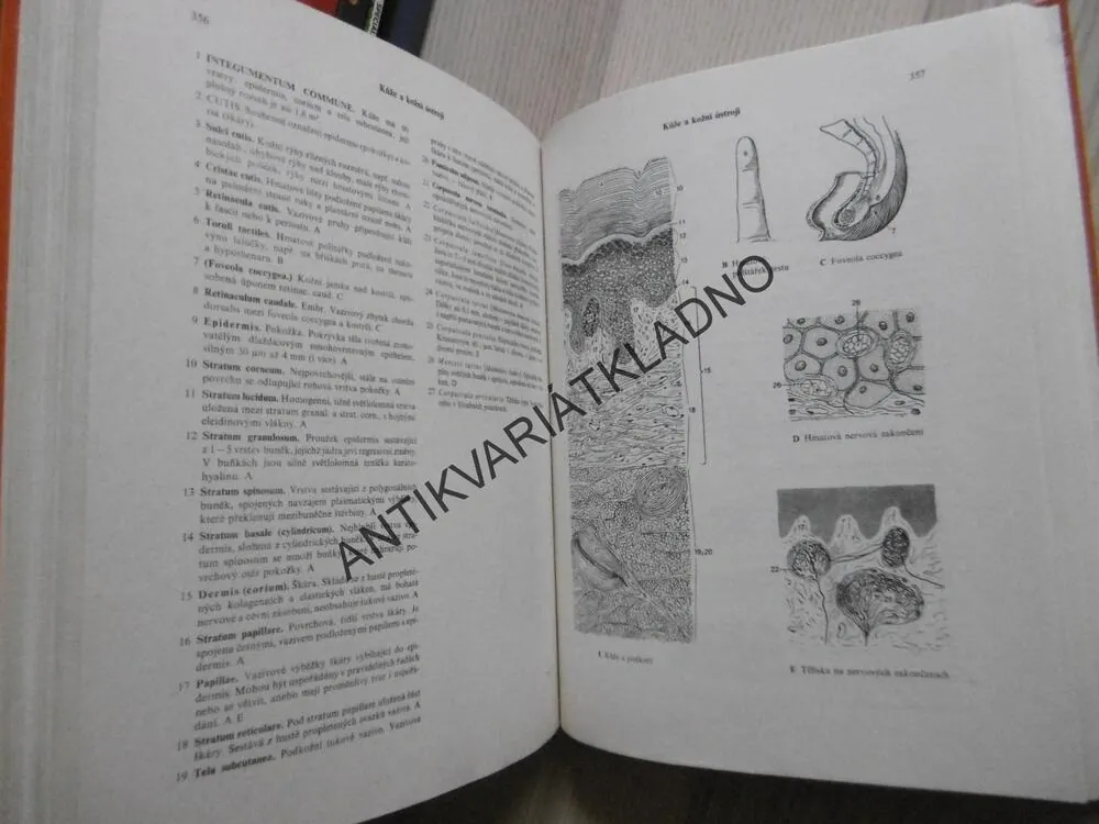 ČERNÍ BARONI ANEB VÁLČILI JSME ZA ČEPIČKY, MILOSLAV ŠVANDRLÍK, **an