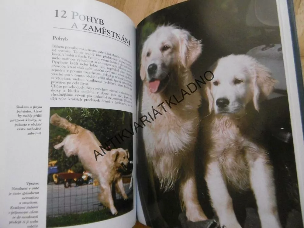 ZLATÝ RETRÍVR, PÉČE, VÝCHOVA, CHOV, AJ., PES, **an