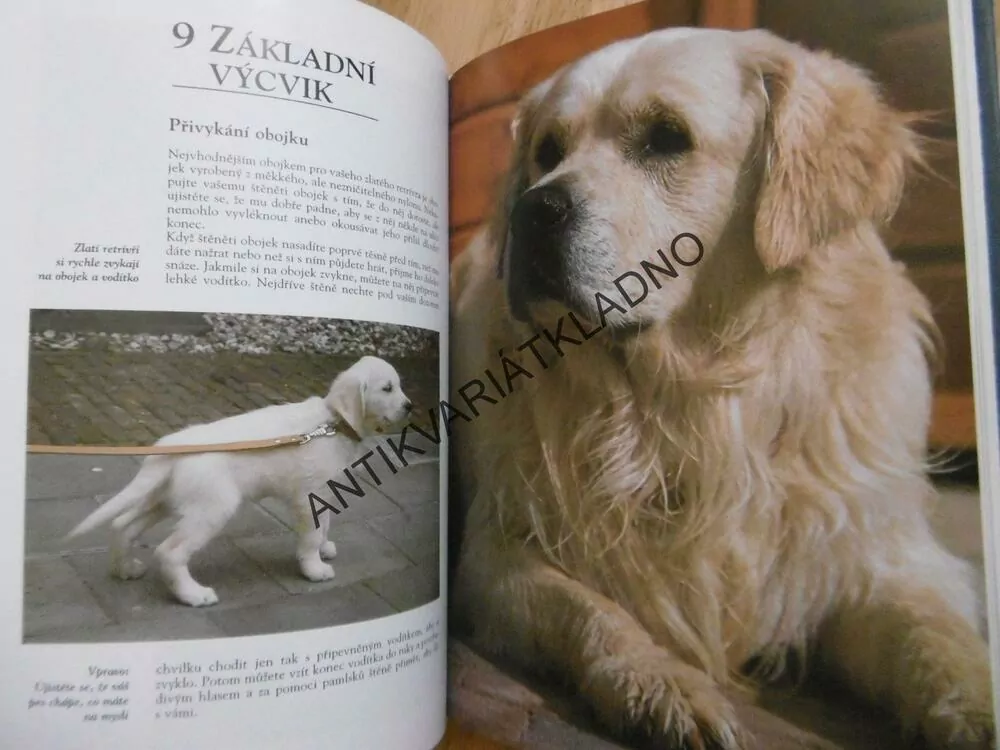 ZLATÝ RETRÍVR, PÉČE, VÝCHOVA, CHOV, AJ., PES, **an