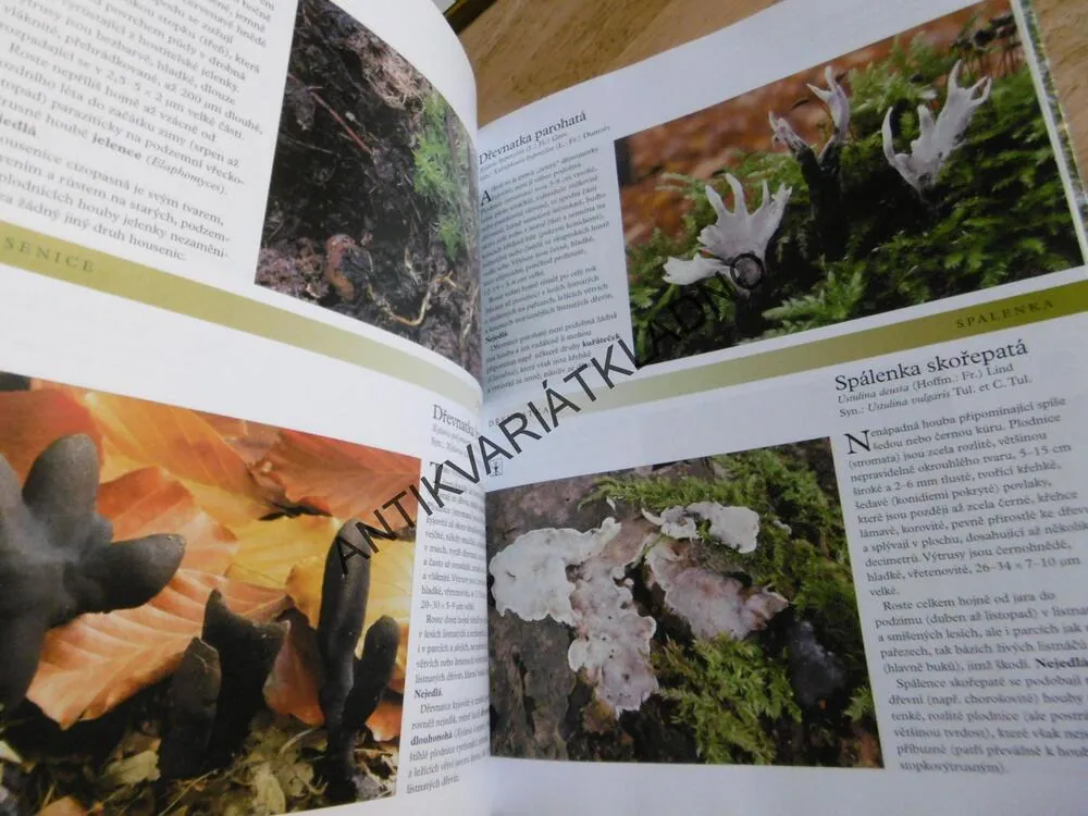 HOUBY, ČESKÁ ENCYKLOPEDIE,MYKOLOGIE , **an