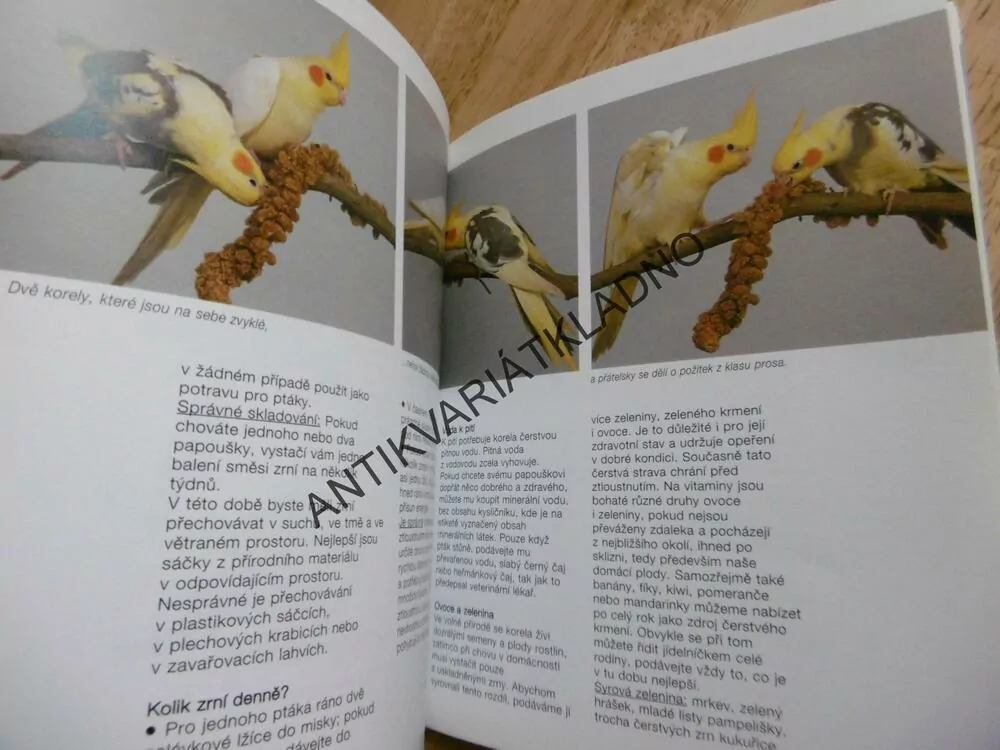 KORELY, JAK NA TO, PAPOUŠCI, **an