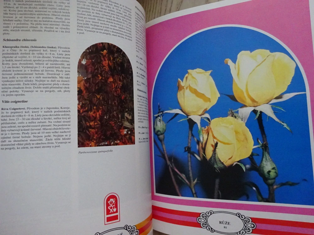 KATALOG OKRASNÝCH DŘEVIN A RŮŽÍ, **an