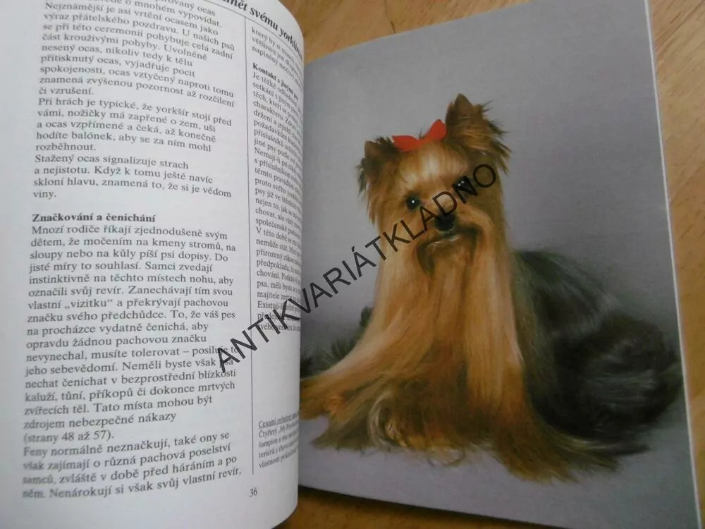 YORKŠÍRSKÝ TERIÉR, JAK NA TO, PES, VÝCHOVA, PÉČE,**an
