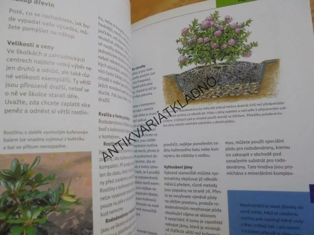 RODODENDRONY, ZAHRADA PLUS, DRUHY, ODRŮDY