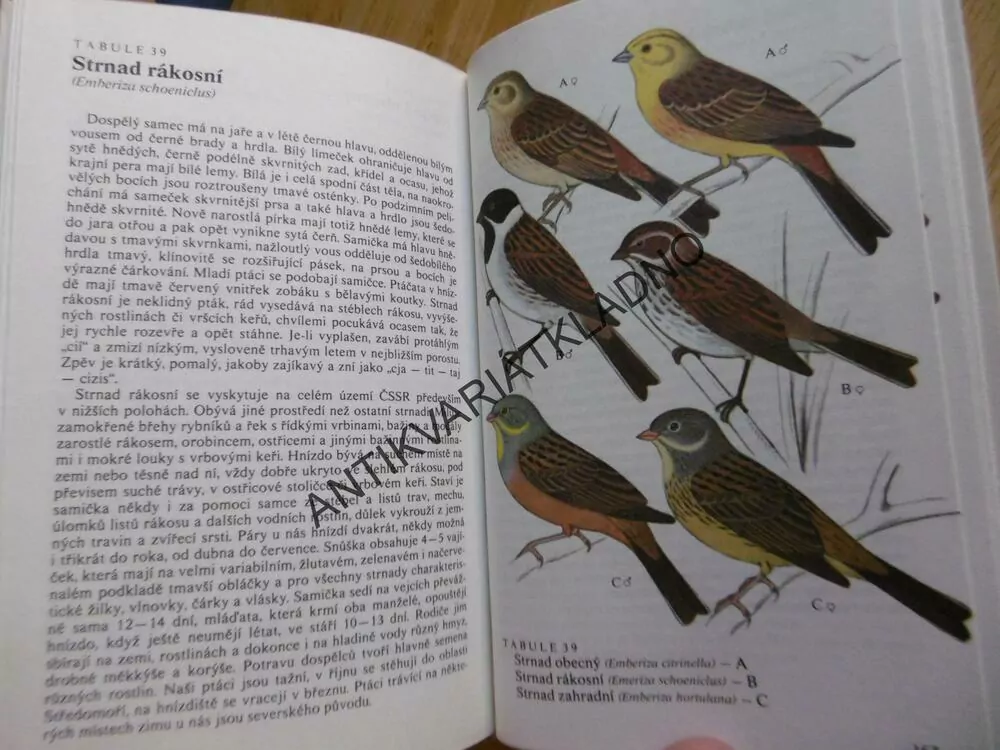 NAŠI PĚVCI, KAREL ŠŤASTNÝ, DRCHAL, PTÁCI