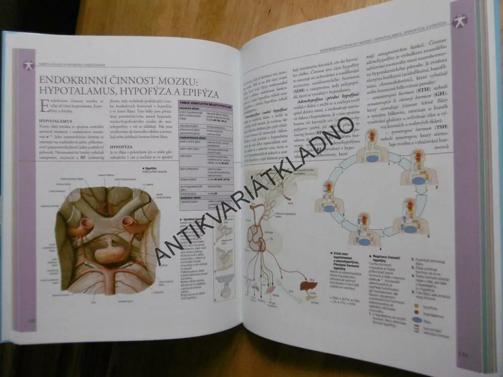 ANATOMIE, ILUSTROVANÝ ATLAS, 