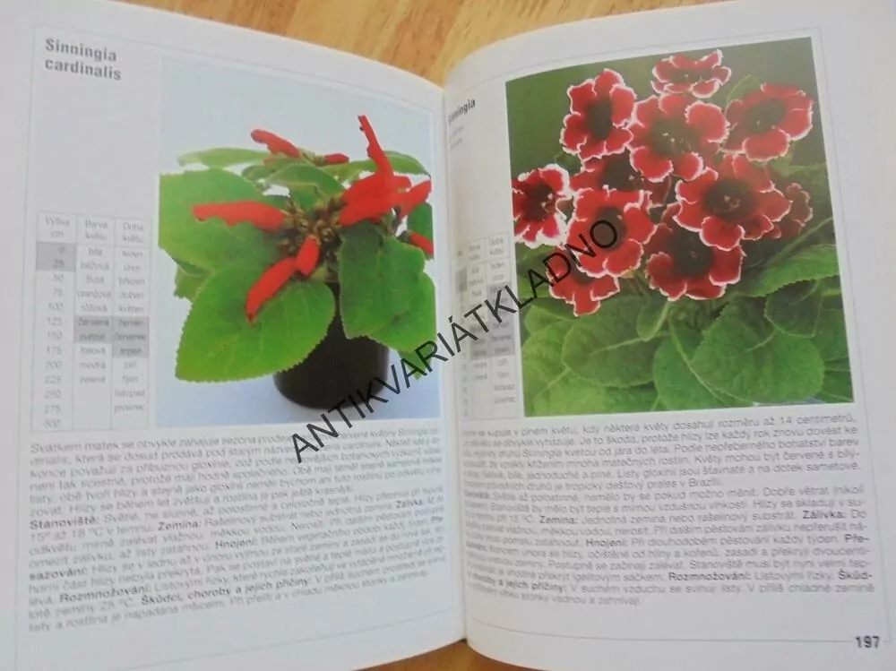 NEJKRÁSNĚJŠÍ POKOJOVÉ ROSTLINY, JAK O NĚ PEČOVAT, **an