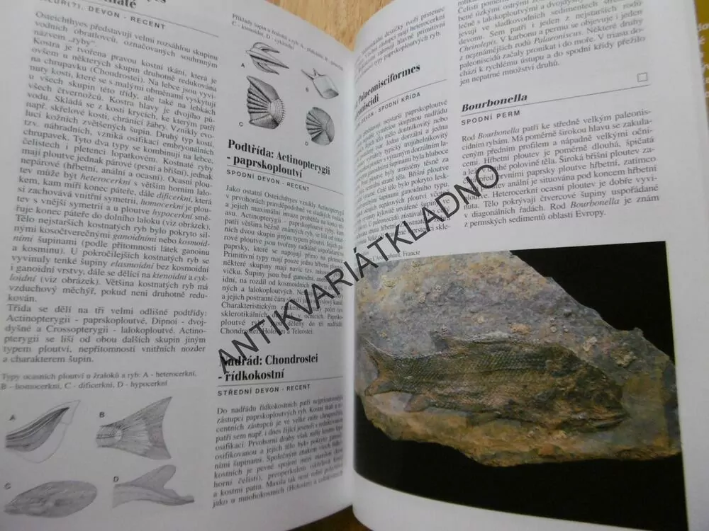 ENCYKLOPEDIE ZKAMENĚLIN, IVANOV, HRDLIČKOVÁ, GREGOROVÁ