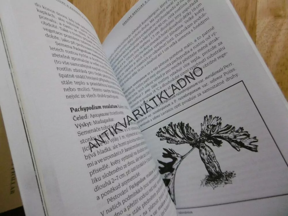 PODIVNÉ ROSTLINY S KAUDEXY A PACHYKAULY
