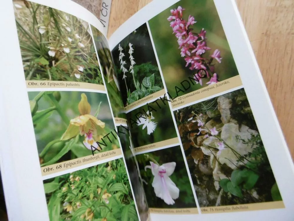 ORCHIDEJE NA ZAHRADĚ, ČESKÁ ZAHRADA, BOTANIKA