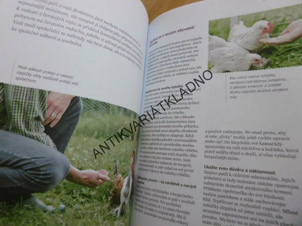 NAŠE PRVNÍ SLEPICE, GOMRINGER