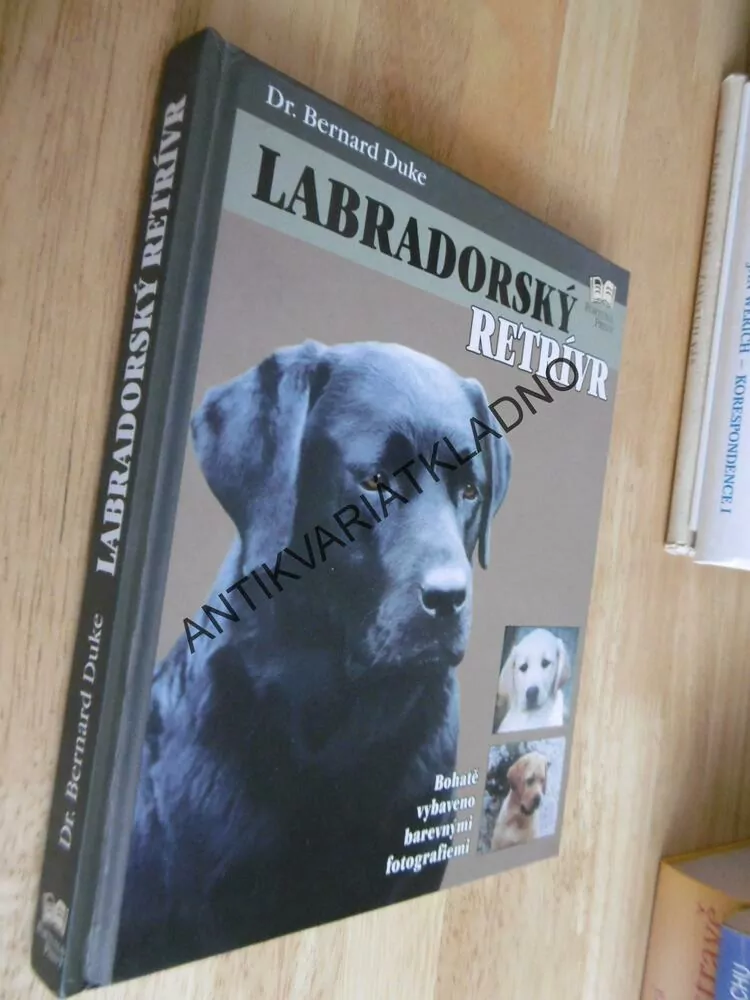 LABRADORSKÝ RETRÍVR, BERNARD DUKE RASA, PES, **an