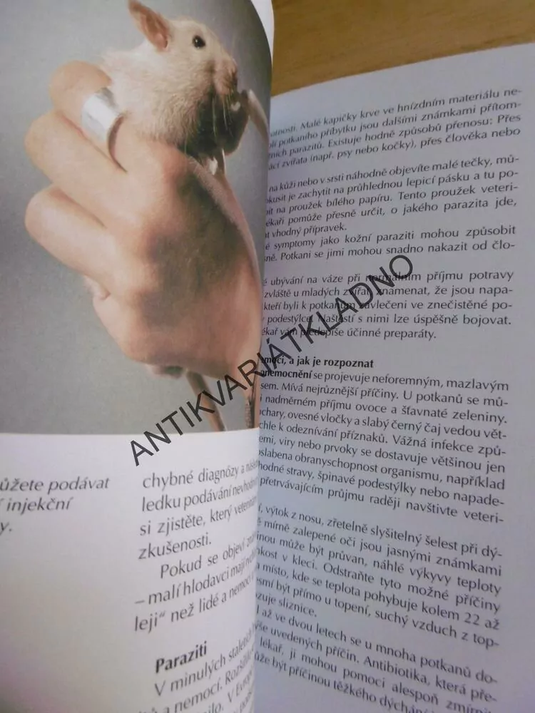 ZVÍŘATA U NÁS DOMA - POTKANI, CHOVATELSTVÍ, **an