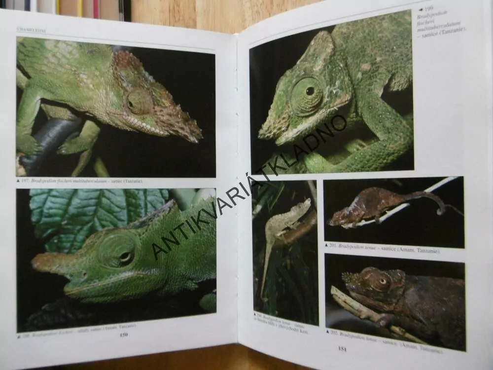 CHAMELEONI, PETR NEČAS, CHOVATELSTVÍ, TERARISTIKA, HERRPETOLOGIE, 
