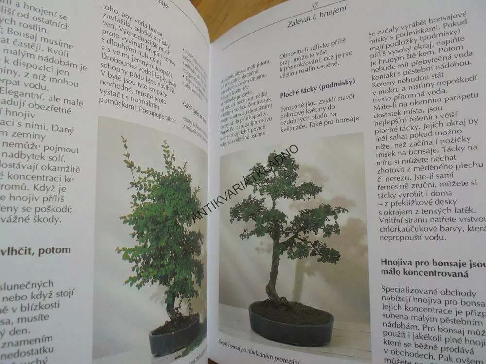 BONSAJE, POKOJOVÉ, TVAROVÁNÍ, KVĚTINY, ROSTLINY