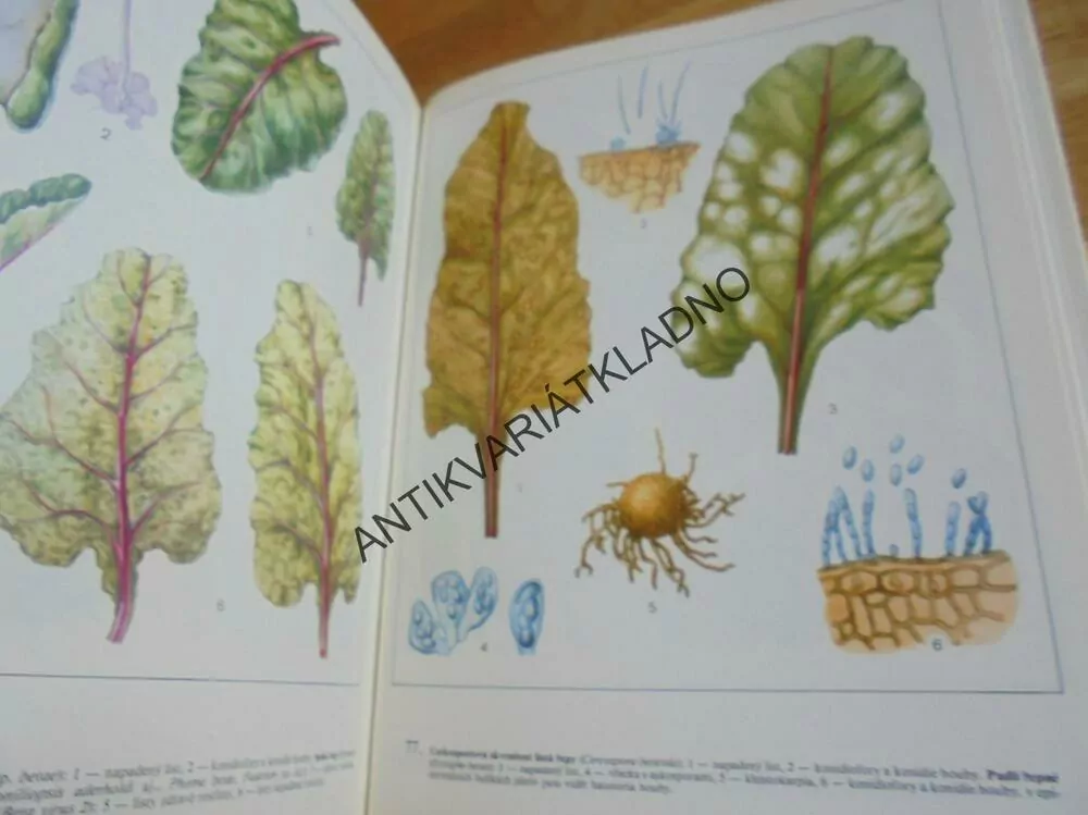 ATLAS ŠKŮDCŮ A CHOROB ZELENINY A BRAMBORU,TYMČENKO