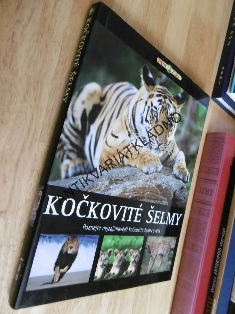 KOČKOVITÉ ŠELMY, POZNEJTE NEJZAJÍMAVĚJŠÍ KOČKOVITÉ ŠELMY SVĚTA,