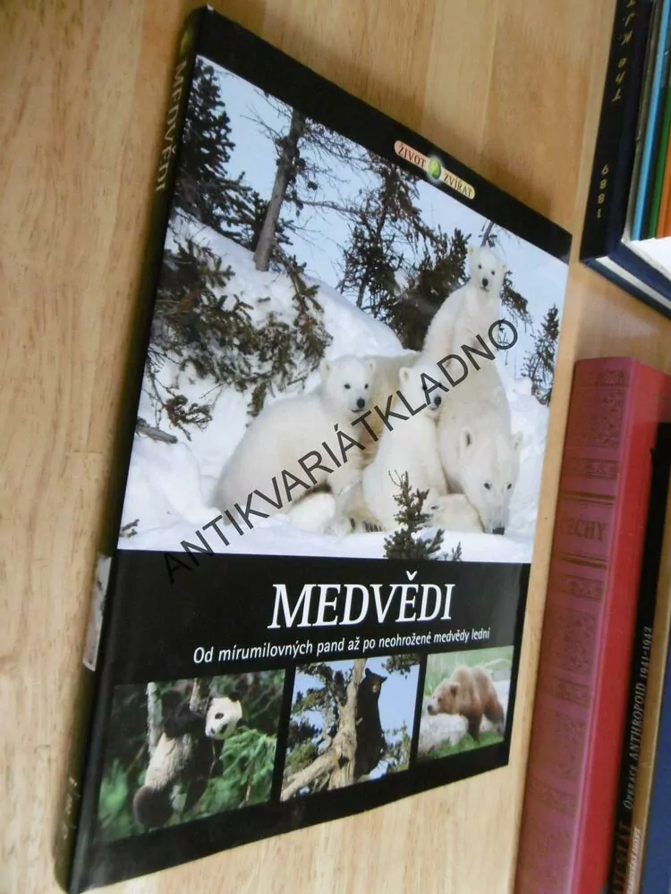 MEDVĚDI, OD MÍRUMILOVNÝCH PAND AŽ PO NEOHROŽENÉ MEDVĚDY LEDNÍ
