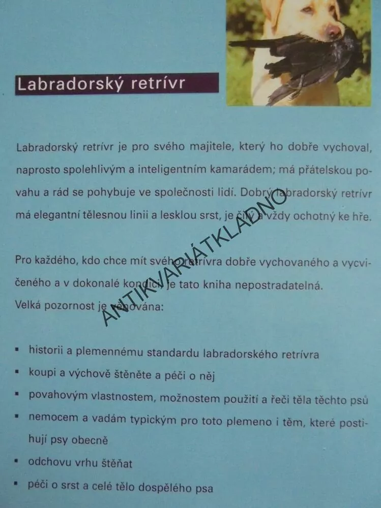 LABRADORSKÝ RETRÍVR, PÉČE, VÝCHOVA, CHOV, AJ., PES