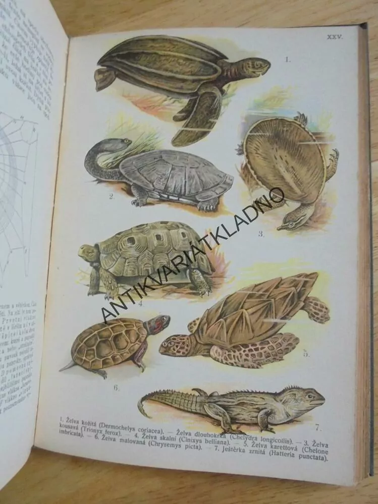 MALÝ BREHM, 30 LITOGRAFIÍ,PLAZI, RYBY, OBOJŽIVELNÍCI, **an