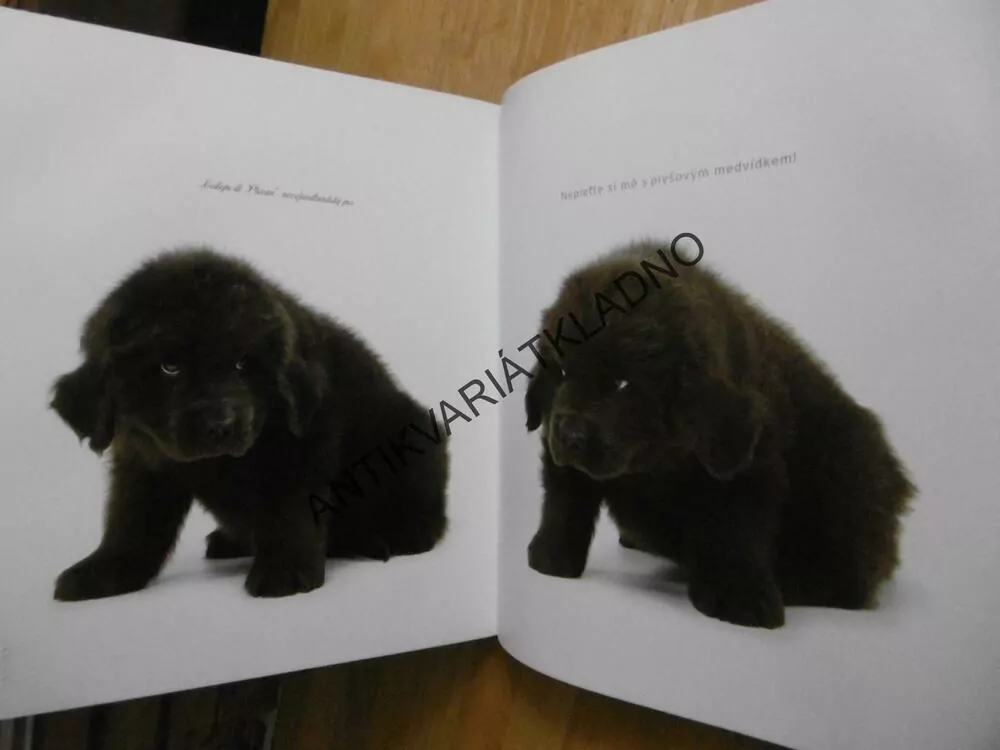 HAF! KNIHA PRO MILOVNÍKY PSŮ, ARALDO DE LUCA, **an