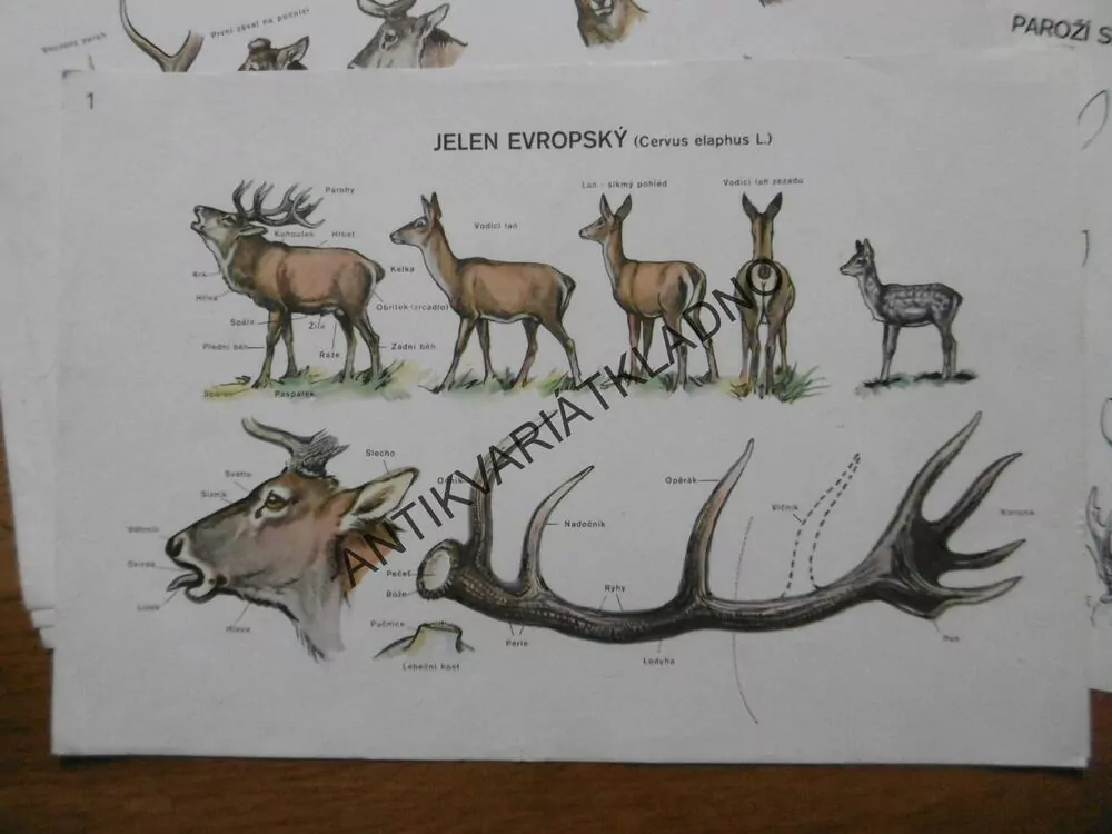 MYSLIVOST V OBRAZECH, ZOOLOGIE, TEXT + KARTY,