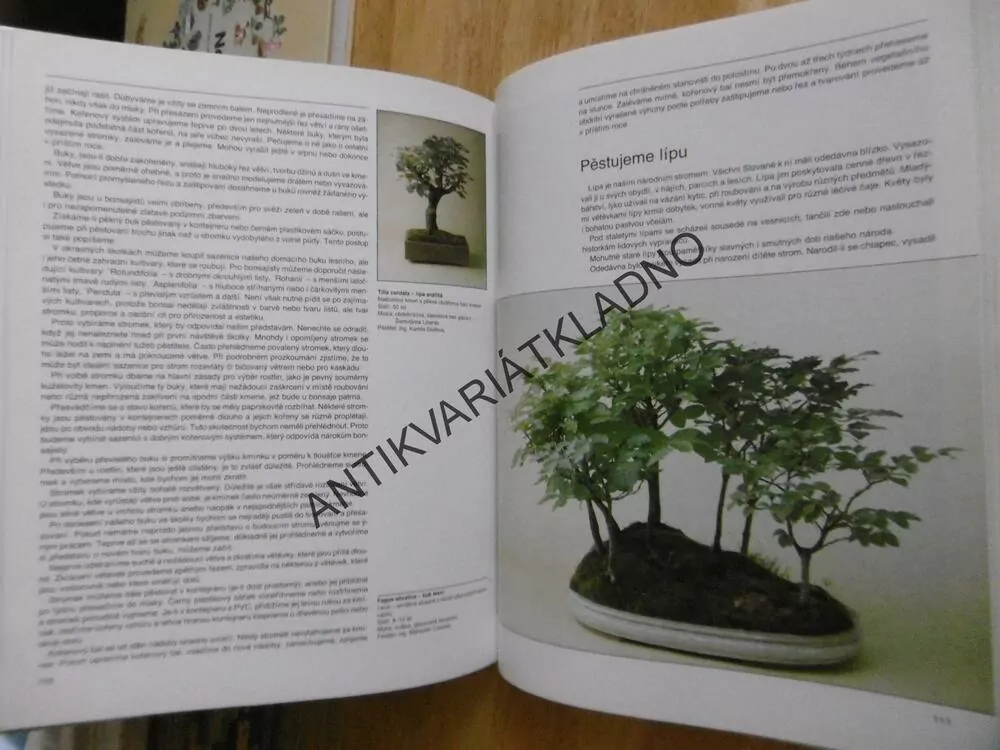 BONSAI, PETR HERYNEK, **an