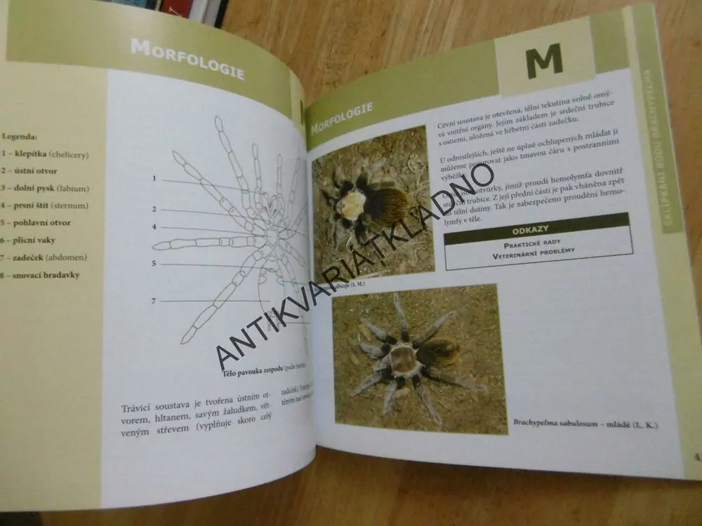 SKLÍPKANI RODU BRACHYPELMA, **an