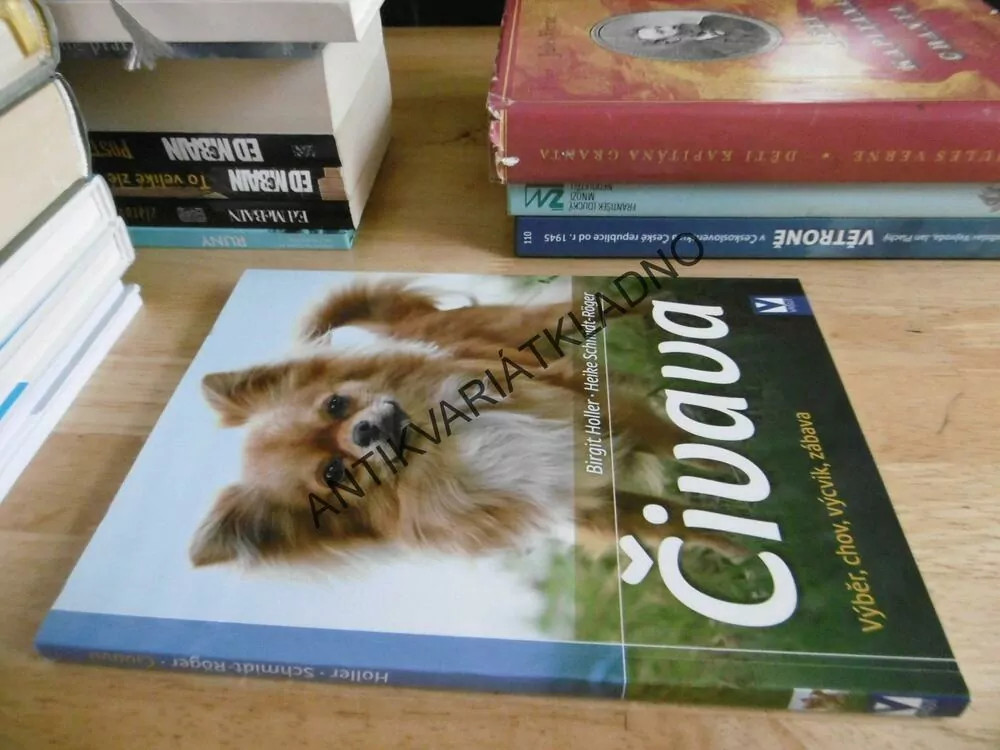 ČIVAVA, B.HOLLER, RASA, PES, **an