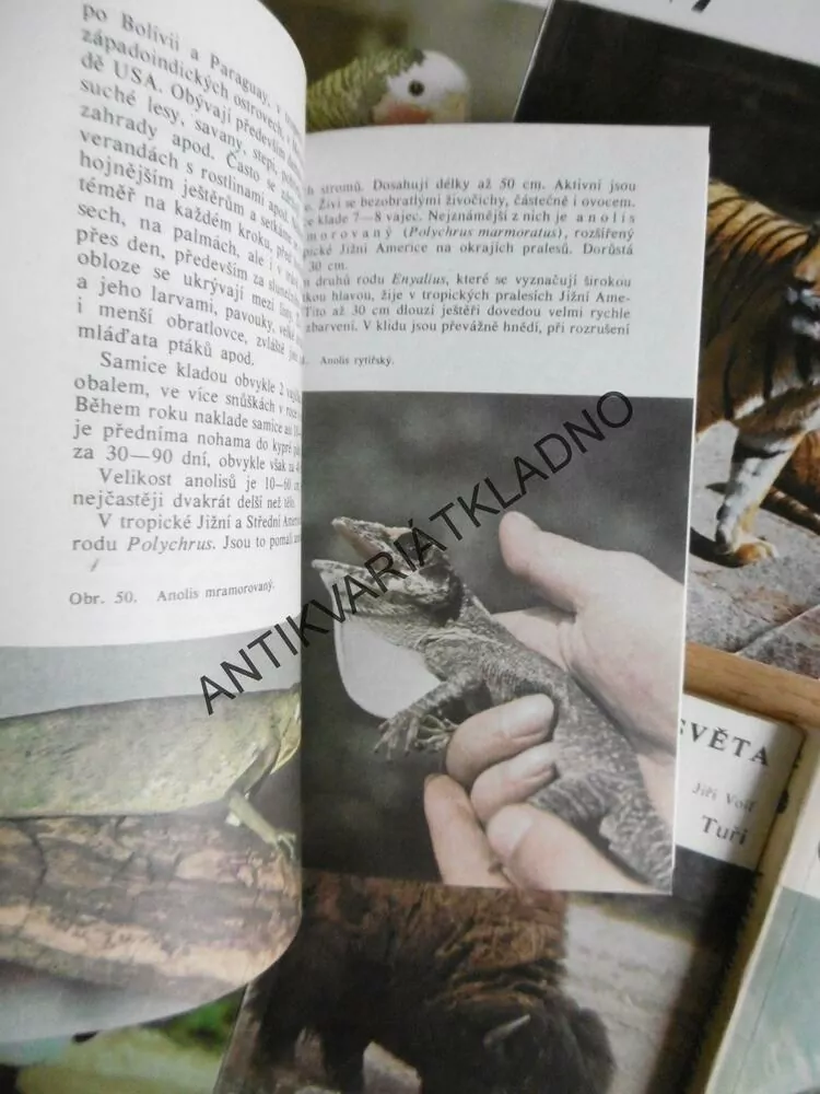 ZVÍŘATA CELÉHO SVĚTA, 1 - 13, **an