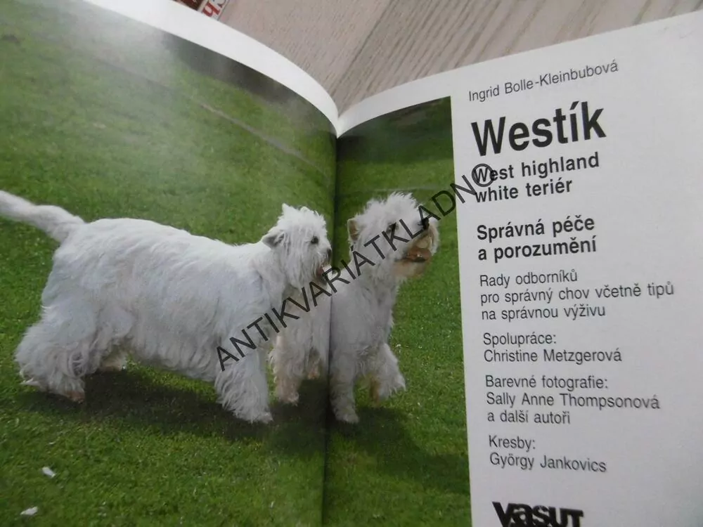 WESTÍK, WEST HIGHLAND WHITE TERIÉR, INGRID BOLLE-KLEINBUBOVÁ, **an