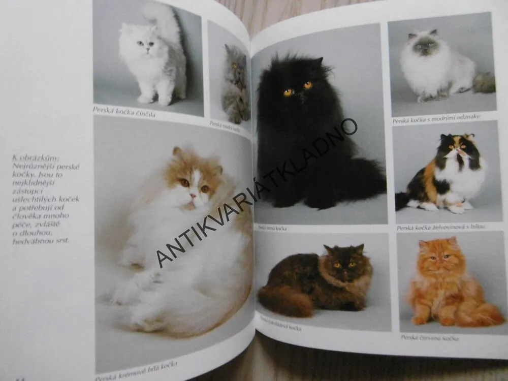 KOČKA, JAK NA TO, KATRIN BEHRENDOVÁ, **an