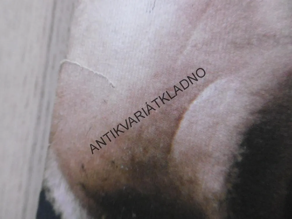 ZPOVĚĎ POUTNÍKA, PAULO COELHO, **an