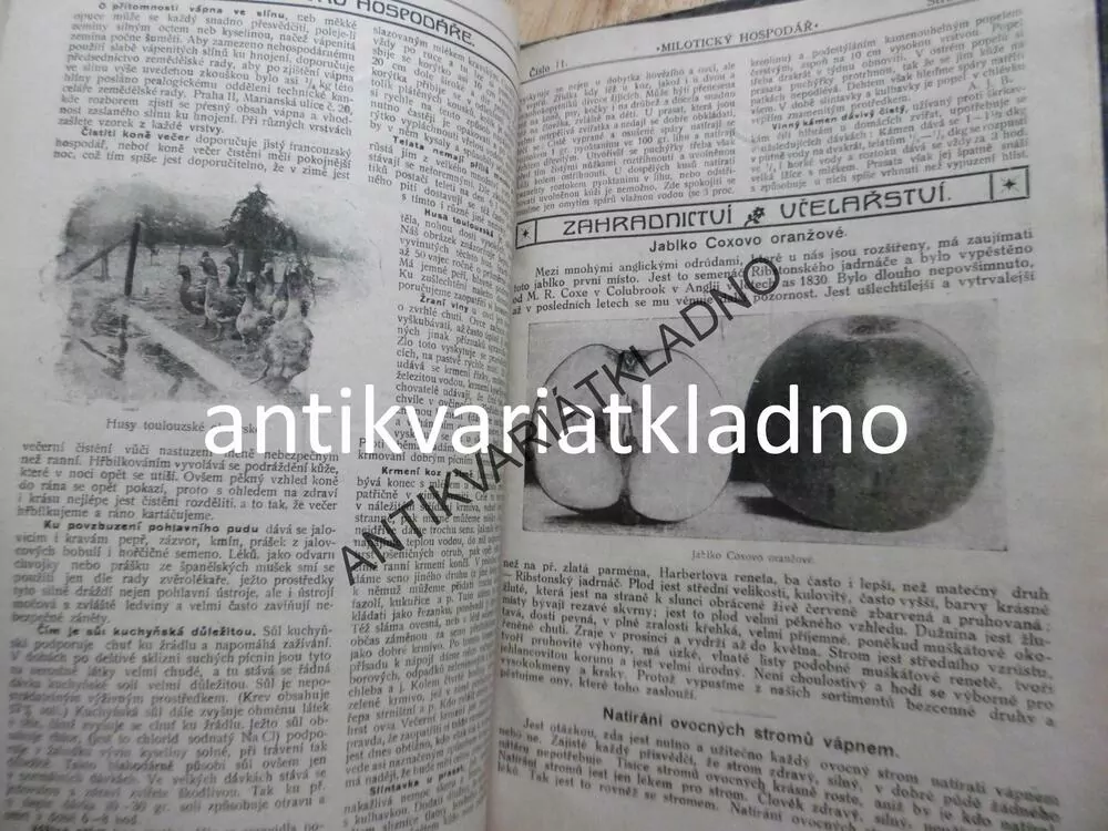 MILOTICKÝ HOSPODÁŘ 1920, DADÁK,CHOVATELSTVÍ