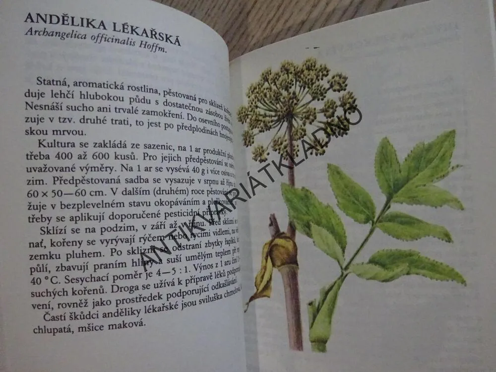 CHOROBY A ŠKŮDCI PĚSTOVANÝCH DRUHŮ LÉČIVÝCH ROSTLIN, **an