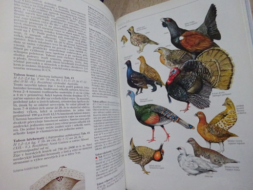 SVĚT ZVÍŘAT IV, PTÁCI, ŠŤASTNÝ, BEJČEK, HUDEC, **an