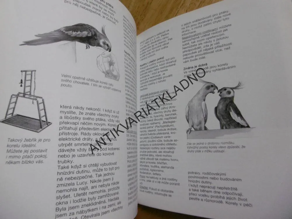 KORELY, JAK NA TO, PAPOUŠCI, **an