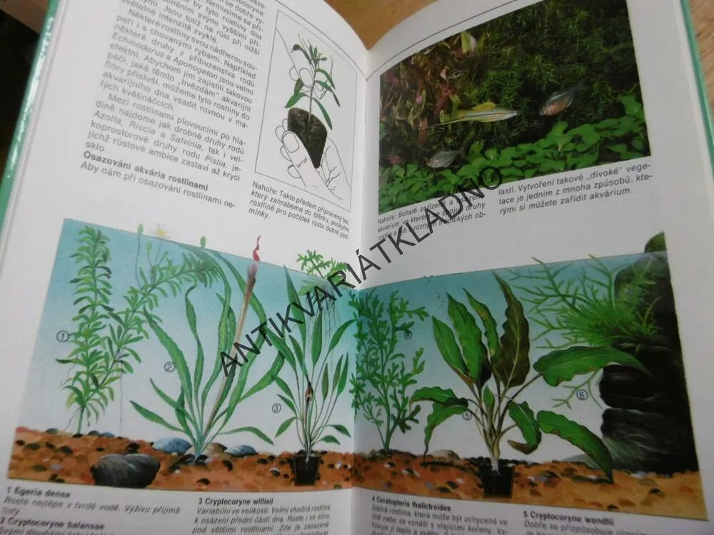 AKVÁRIUM, ILUSTROVANÁ PŘÍRUČKA PRO ZAČÍNAJÍCÍ AKVARISTY, DICK MILLS, **an