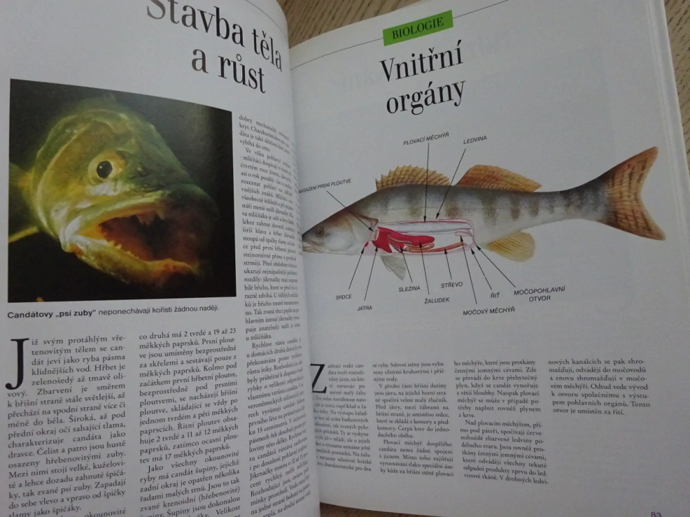 JAK SE LOVÍ CANDÁT, **an