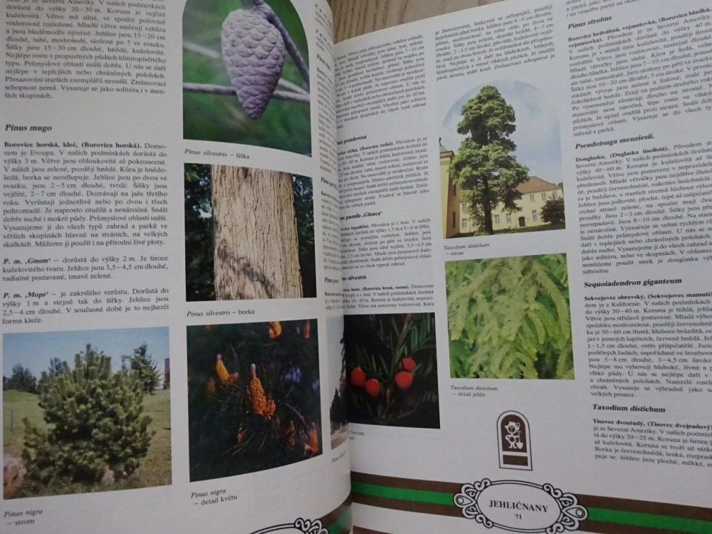 KATALOG OKRASNÝCH DŘEVIN A RŮŽÍ, **an
