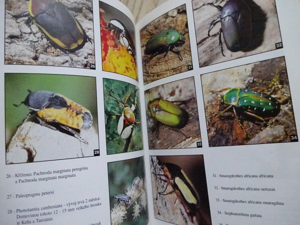 ŽIVÉ DRAHOKAMY V TERÁRIÍCH, PETR ČUŘÍK, **an