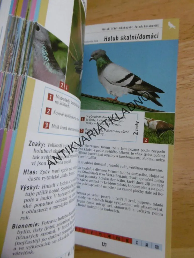 PTÁCI, PRŮVODCE PŘÍRODOU, URČOVÁNÍ PODLE 3 ZNAKŮ, BEZZEL