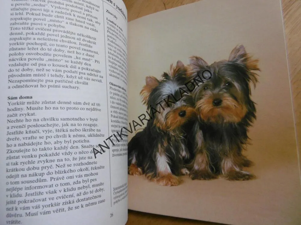 YORKŠÍRSKÝ TERIÉR, JAK NA TO, PES, VÝCHOVA, PÉČE,**an