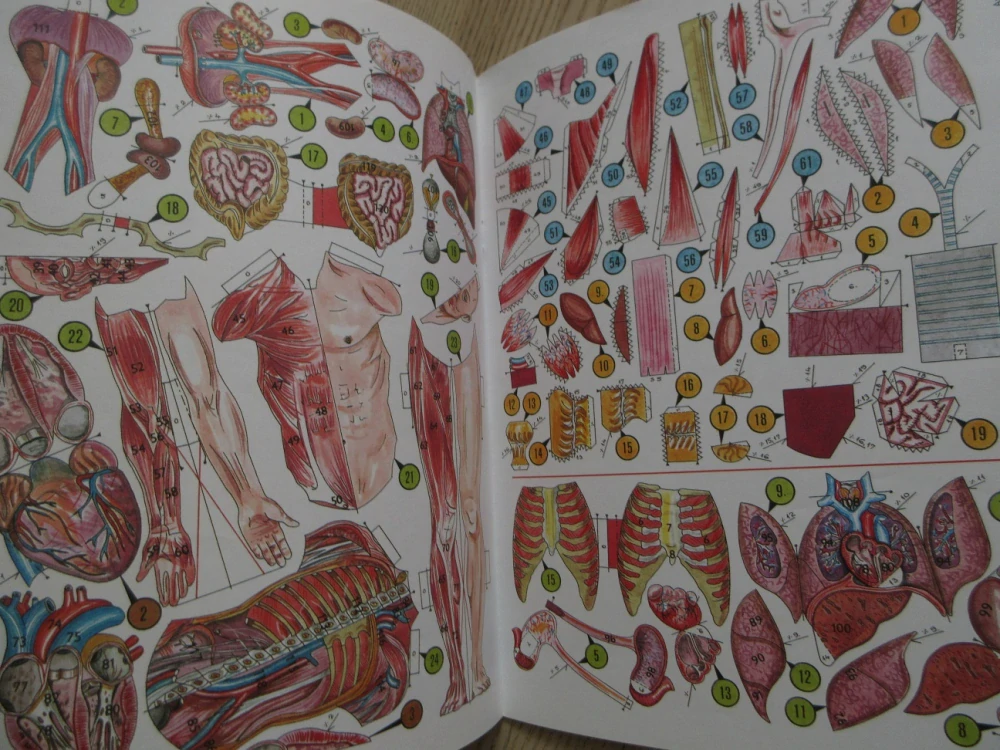 ABC, 19/2000, KOMPLETNÍ DÉČKA, ANATOMIE ČLOVĚKA