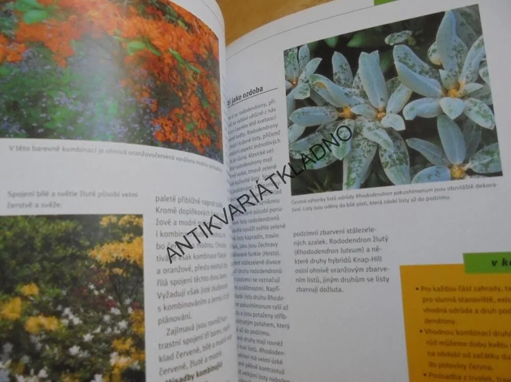 RODODENDRONY, ZAHRADA PLUS, DRUHY, ODRŮDY