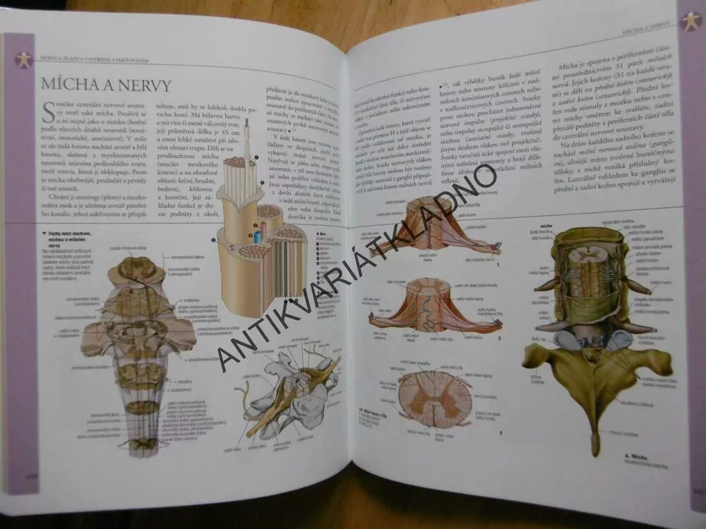 ANATOMIE, ILUSTROVANÝ ATLAS, 