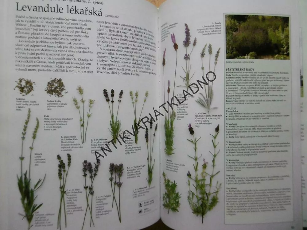 BYLINÁŘ, ZDRAVÍ, KRÁSA, RADOST, LESLEY BREMNESSOVÁ, **an