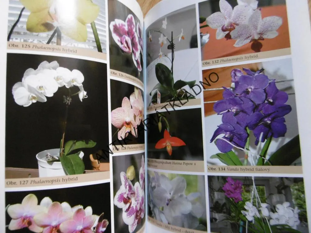 ORCHIDEJE V BYTĚ A RODINNÉM DOMĚ